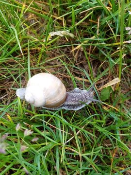 Beautiful Garden Snail Crawling Through Green Grass