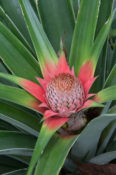 View of a young pineapple plant with vibrant pink and green leaves and a developing fruit in the tropical climate of Porto Jimenez, Costa Rica.