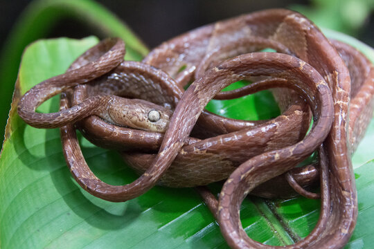 View of a brown snake coiled on a large green leaf in Costa Rica.