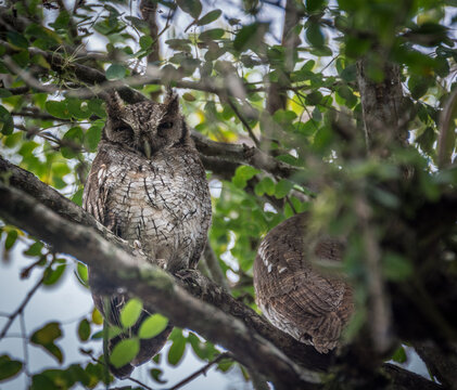 View of two owls perched on a tree branch surrounded by lush green foliage in Costa Rica.