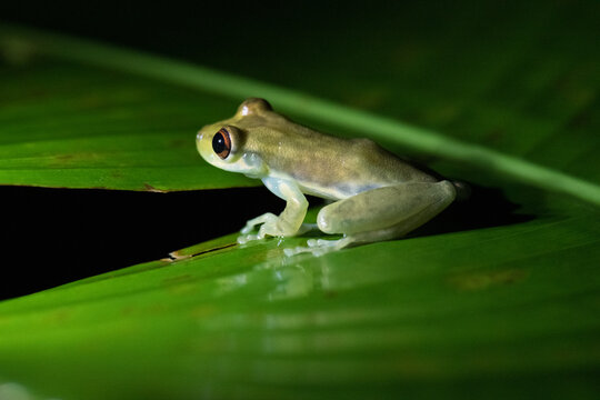 View of a small frog perched on a vibrant green leaf in the rainforest of Costa Rica.