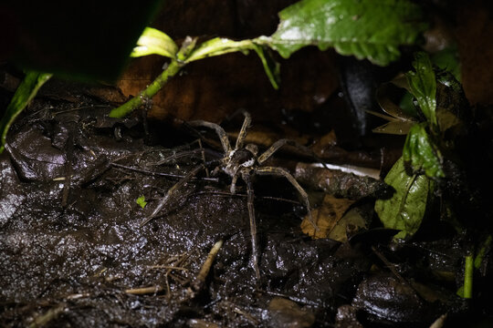 View of a spider resting on dark, damp soil surrounded by green leaves in the rainforest, Costa Rica.