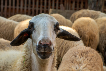 Domestic sheep head portrait in rural farm © Nikolay Dimitrov