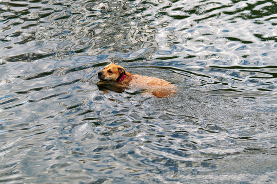 Brown dog swimming across rippled water with gentle waves surrounding its body