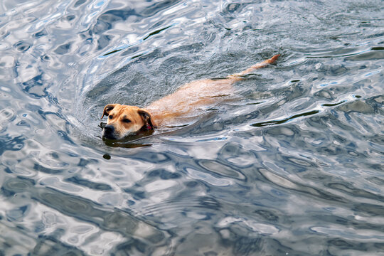 Brown dog swimming across rippled water with gentle waves surrounding its body