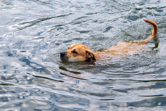 Brown dog swimming across rippled water with gentle waves surrounding its body