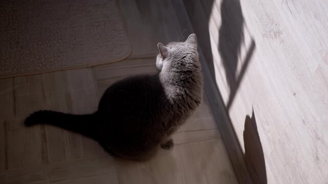 British Shorthair cat sits on a tiled floor casting a clear silhouette on the adjacent wall. Bright natural daylight creates high contrast shadows across the room.