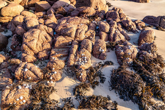 View of reddish-brown rocks covered in small shells and seaweed on the sandy beach in Cloughglass, County Donegal, Ireland.