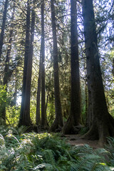 Fototapeta premium Colonnade of Trees Grown in a Row from a Nurse Log, Hoh Rainforest