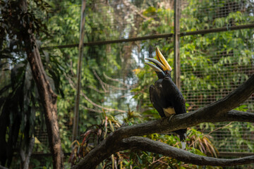 Fototapeta premium Rhinoceros Hornbill Perched on Tree Branch in Tropical Aviary, Majestic Asian Hornbill with Large Curved Bill, Exotic Wildlife Bird Photography, Natural Forest Habitat, Avian Conservation and Ecotouri