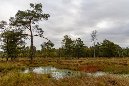 View of Tiste Bauernmoor with a small pond, pine trees, and autumn-colored grasses in the moorland landscape of Tiste, Niedersachsen, Germany.