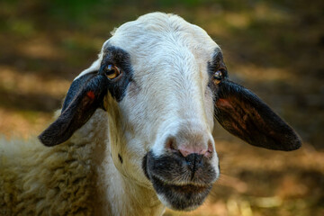 Close up portrait of domestic sheep looking at camera © Nikolay Dimitrov
