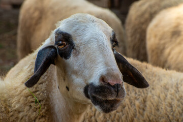 Flock of domestic sheep in farm pasture © Nikolay Dimitrov