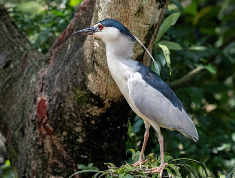 A Black-crowned Night Heron (Nycticorax nycticorax), found on every continent except for Antarctica and Australia.