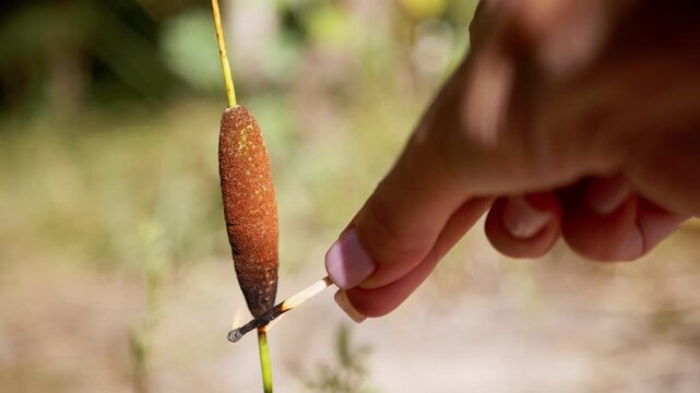 Hand ignites dry wild cattail plant using a burning wooden match under bright natural sunlight. Fine plant fibers catch flame against a soft blurred background.
