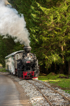 View of the historic Mocanita Moldovita steam train traveling along the narrow-gauge tracks through a dense pine forest in Moldovita, Suceava County, Romania.