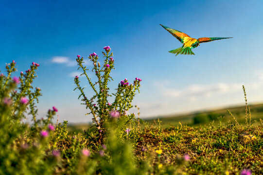 Abejaruco sobrevolando la pradera de Villaf&aacute;fila, Zamora