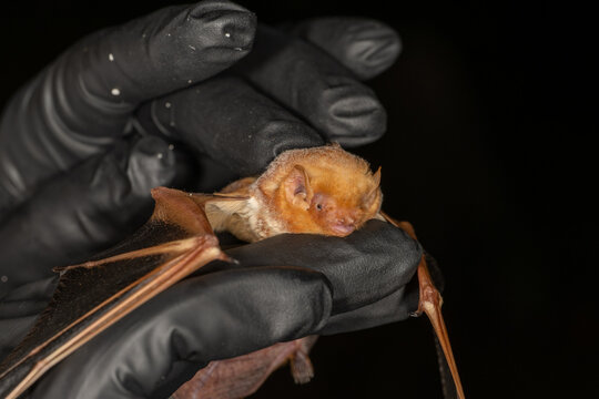 Eastern red bat  (Lasiurus borealis)