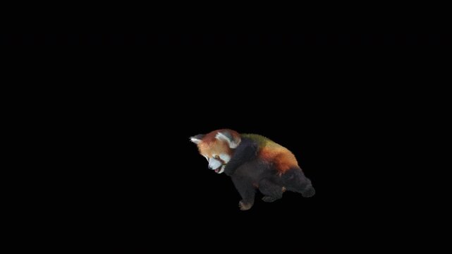 Cute 3D animated red panda dancing rumba with alpha channel. Cartoon animal character isolated for compositing, motion graphics, video editing, and digital content creation.