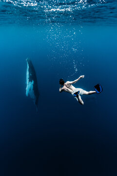 View of a snorkeler swimming in deep blue water alongside a majestic humpback whale near Aitutaki, Cook Islands.