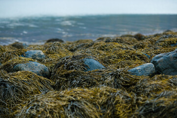 Low angle close up of brown seaweed and kelp covering coastal stones on a chilly northern sea shore during low tide. Scandinavian nordic nature, arctic beach landscape, marine biology © Serhii