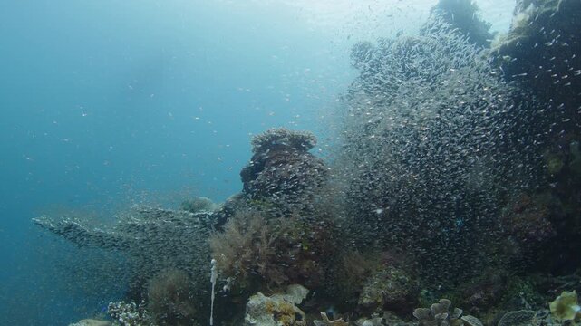 Silversides (Atherinidae) schooling over the coral reef on Misool Archipelago famous for its abundance of marine life. West Papua, Raja Ampat, Indonesia.