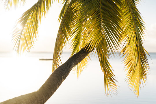 View of a palm tree leaning over the turquoise lagoon at Aitutaki during golden hour in the Cook Islands.