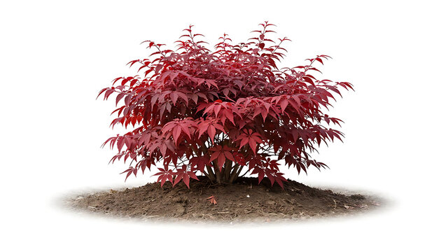 A Japanese maple tree with striking red, deeply lobed leaves is situated on soil against white.