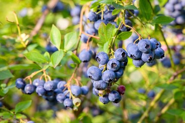 Large highbush blueberries vaccinium corymbosum growing on bush in garden close-up. Ripe blue berries bunch on blueberry plant macro. © ZB Photography