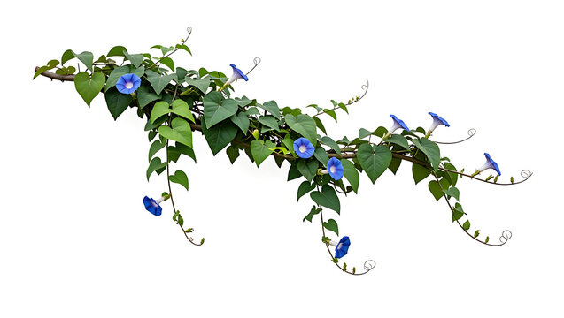 A winding vine of morning glories with bright blue trumpet-shaped flowers.