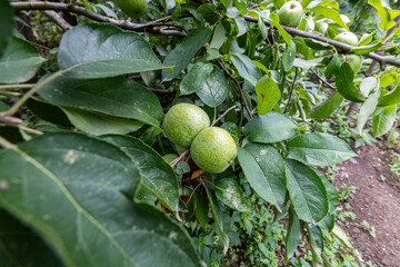 Fototapeta premium Unripe Green Apples Growing on Leafy Tree