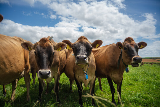 View of three brown cows standing in a lush green pasture under a bright blue sky with fluffy white clouds on a summer day in Looe, Cornwall, United Kingdom.