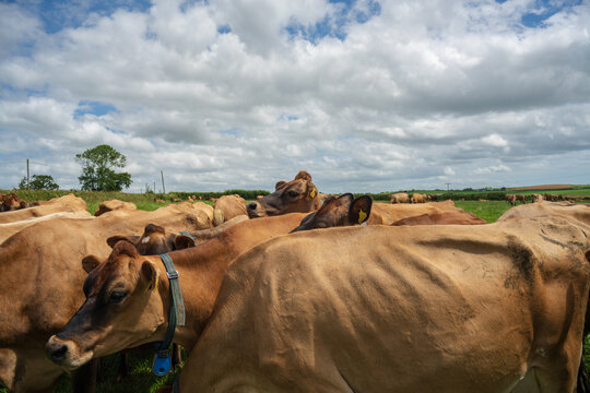 View of a herd of brown cows grazing in a lush green pasture under a bright summer sky in Looe, Cornwall, United Kingdom.