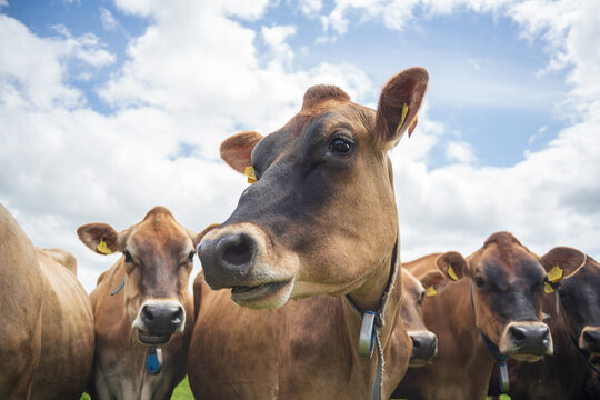 View of a herd of brown cows grazing in a lush green pasture under a bright blue sky with fluffy white clouds in Looe, Cornwall, United Kingdom.