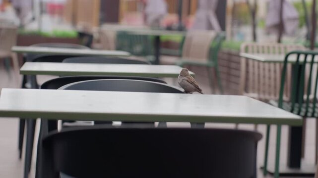 Sparrow is visible sitting still atop white tabletop of one long green table. background shows multiple similar black chair and light green table setups in outdoor setting with blurred