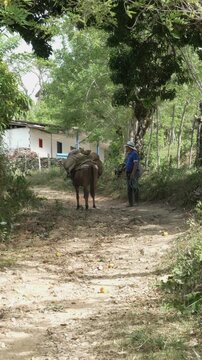 Senior Latin American Peasant Walking behind Pack Mule Loaded with Sacks on a Rural Dirt Path near Country House