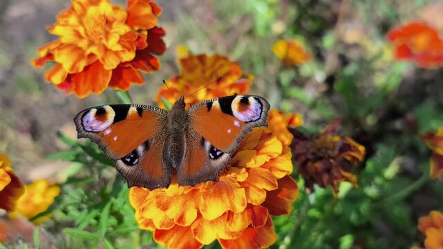 Detailed footage of a peacock butterfly with open wings surrounded by bright orange and yellow flowers. Suitable for nature, entomology, gardening and ecology themes. Slow‑motion video.