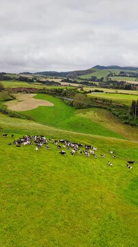 Cows grazing freely on pasture in Sao Miguel, Azores. Natural livestock farming and sustainable agriculture concept