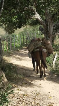Senior Latin American Peasant Walking behind Pack Mule Loaded with Sacks on a Rural Dirt Path near Country House