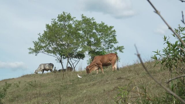 Cattle grazing on a green grassy pasture hill with cattle egrets, and mountains under cloudy blue sky