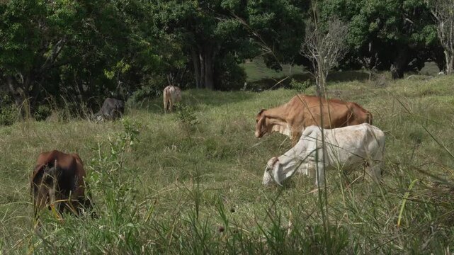 Cattle grazing on a green grassy pasture hill with cattle egrets, and mountains under cloudy blue sky