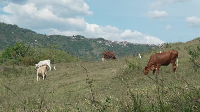 Cattle grazing on a green grassy pasture hill with cattle egrets, distant town and mountains under cloudy blue sky