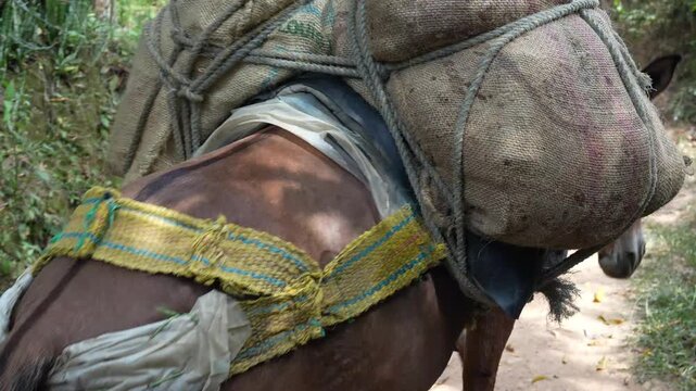 Pack Mule Carrying Heavy Burlap Coffee Sacks Guided by a Farmer on a Rural Mountain Dirt Path