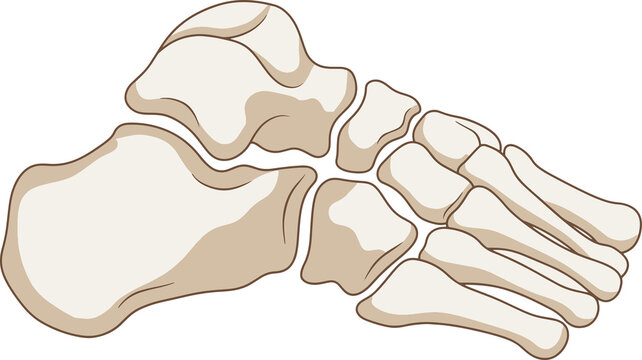 Human Tarsal Bones Anatomy PNG Image Showing Simple Outline, Filled and Cross-Section Views of the Foot Skeleton, Detailed Ankle Bones and Tarsal Bone Structure for Medical Education