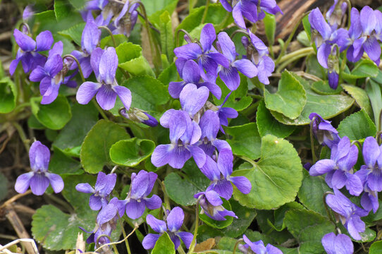 Sweet violet (Viola odorata) grows in the wildo
