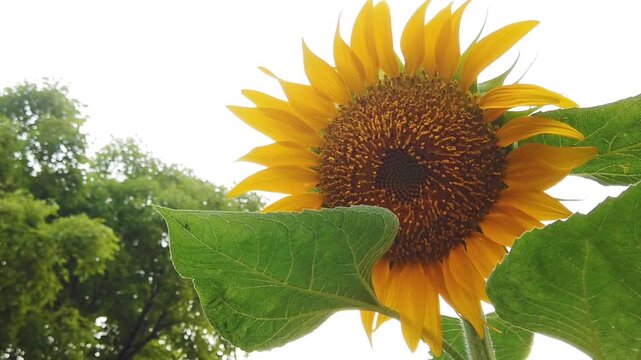 Close-Up of a Bright Yellow Sunflower in Full Bloom Against a Clear Sky