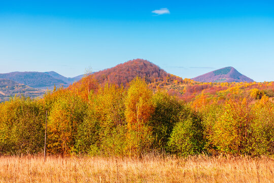 beautiful autumn afternoon in Carpathian mountains. trees on the edge of a hill in fall colors. wonderful countryside landscape on a sunny weather. Uzhanian national park, Ukraine