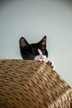 kittten chewing on basket