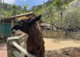 Obraz premium Profile portrait of a brown llama standing next to a wooden fence at a rural zoo on a sunny day