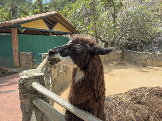 Obraz premium Profile view of the head of a curious brown llama in an outdoor zoo enclosure with a tropical background